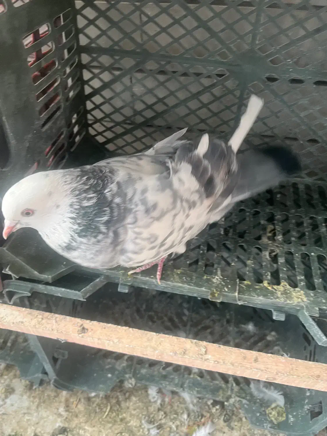 کبوتر پرشی|پرنده|کاشان, صنعت|دیوار