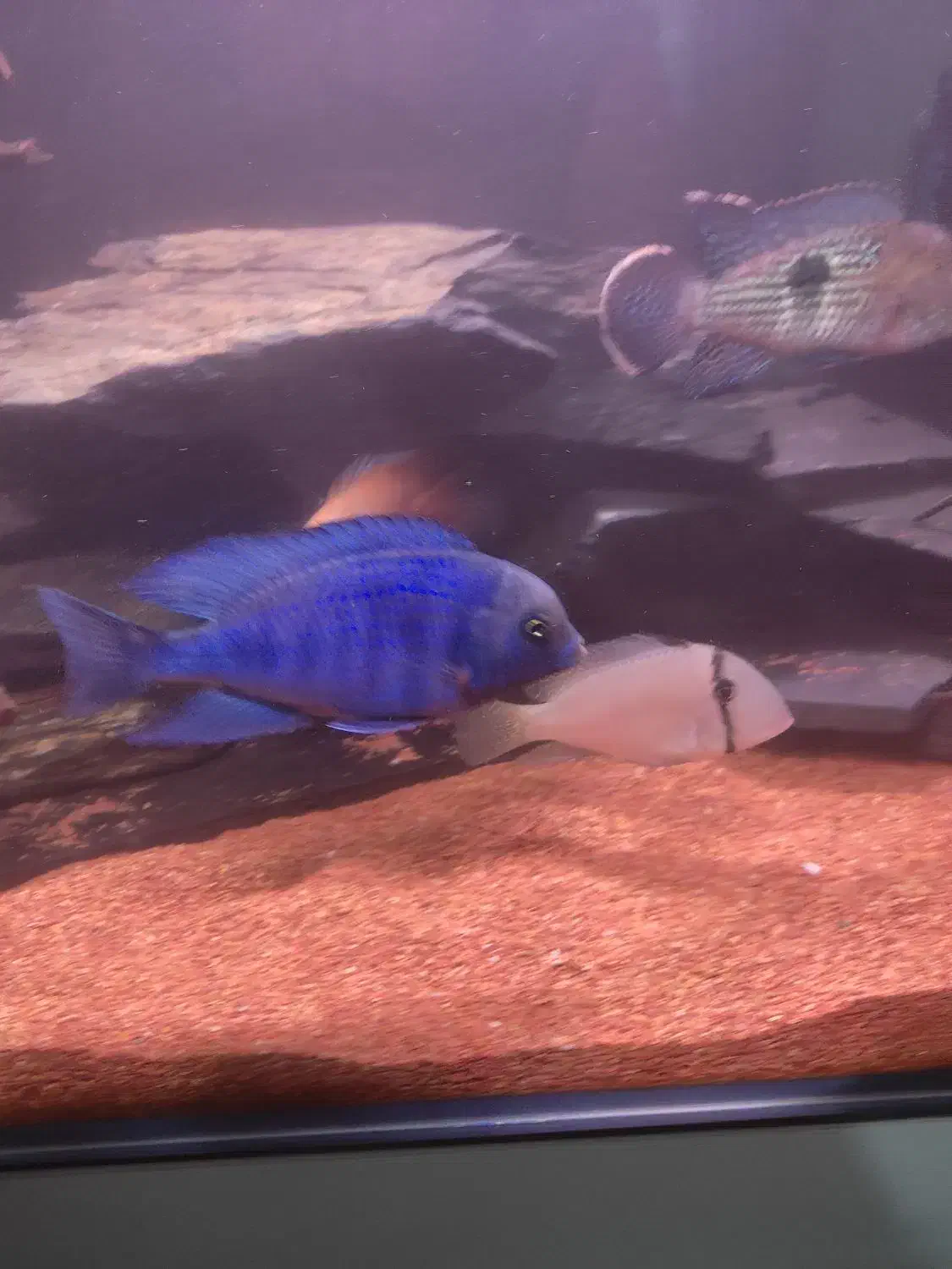 ماهی بلو دلفینی|ماهی|پاکدشت, پاکدشت (مامازند)|دیوار