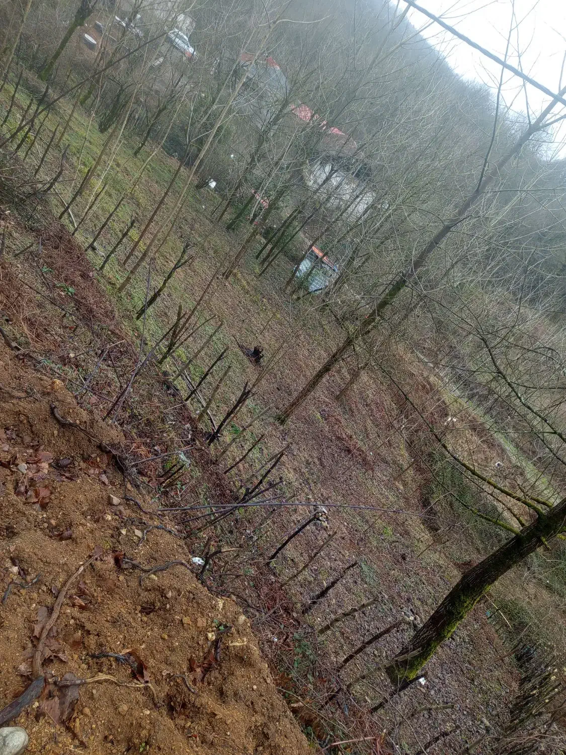 زمین|فروش زمین و ملک کلنگی|رشت, لاکان|دیوار