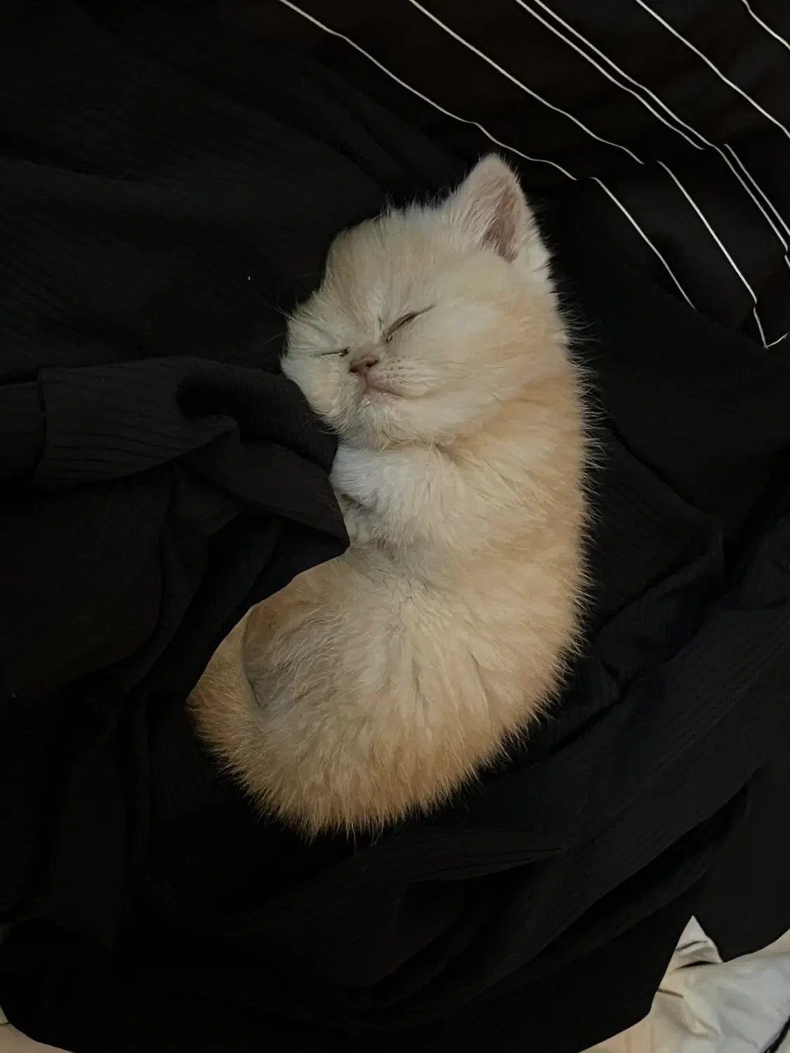 گربه بریتیش اصل نر|گربه|ارومیه, |دیوار