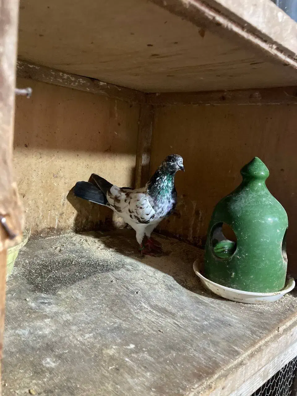 کفتر های پرشی و جوجه کشی|پرنده|رشت, آتشگاه|دیوار