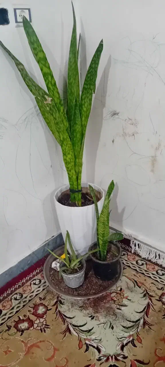 سلام دو عدد گل سانسوریا|گل و گیاه طبیعی|شوش, |دیوار