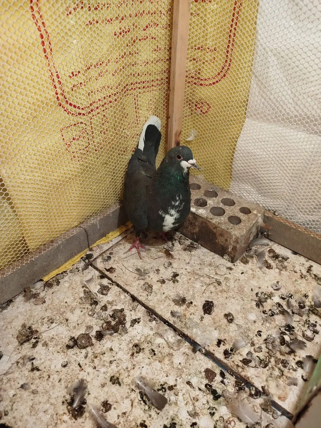 کفتر ریشی|پرنده|زرند, |دیوار