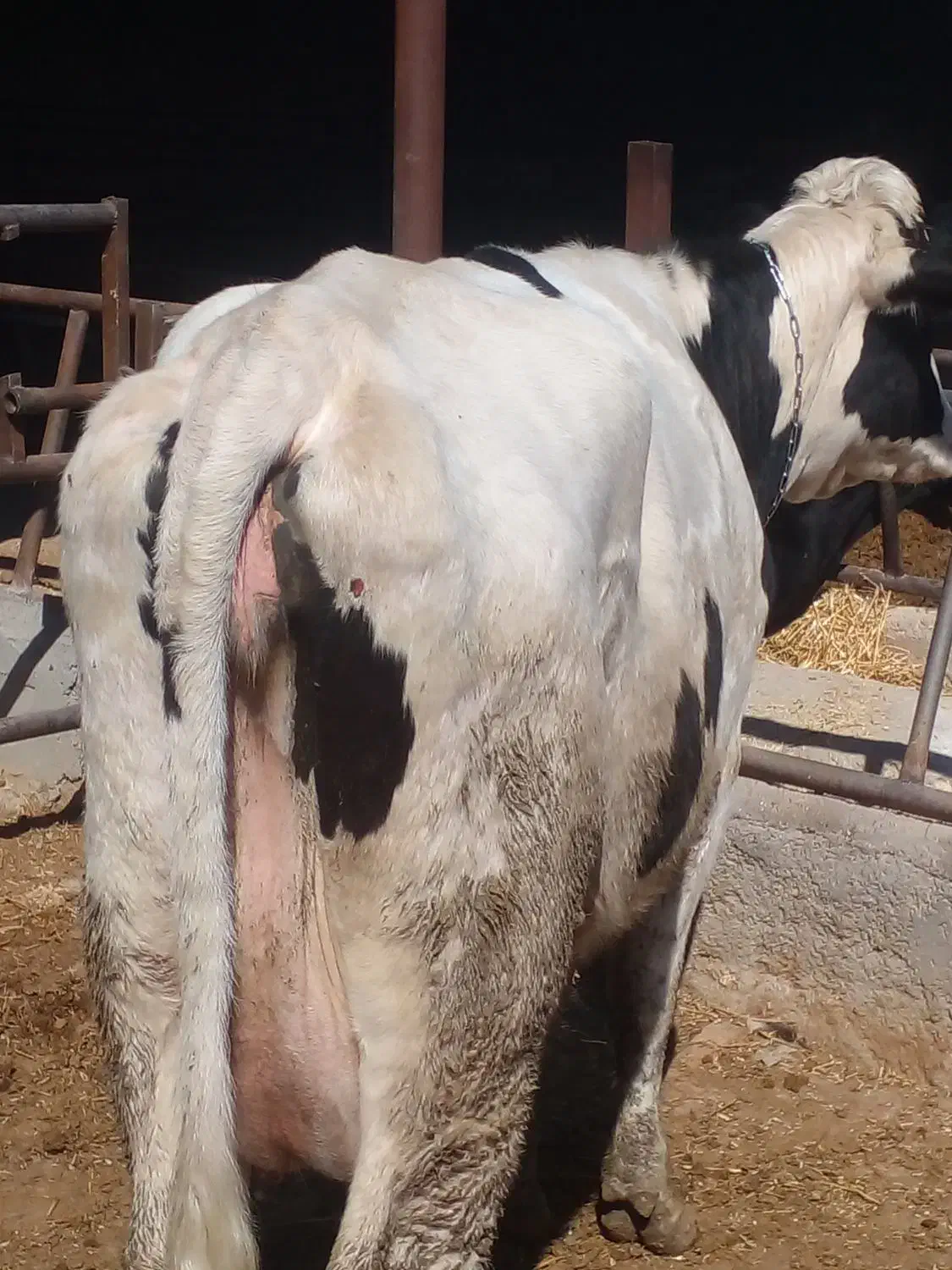 گاو گوساله|حیوانات مزرعه|مرودشت, کناره|دیوار