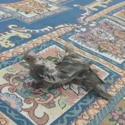 جوجه عروس هلندی|پرنده|کوثر, |دیوار