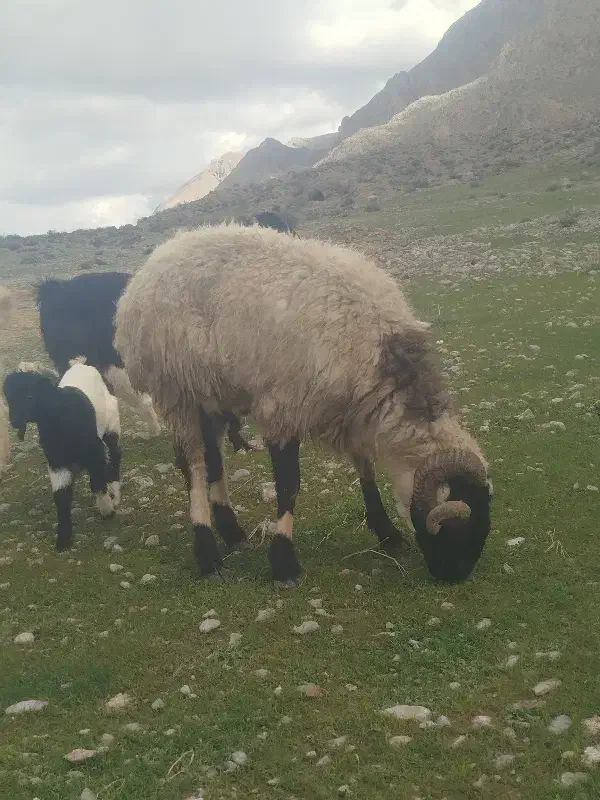 قوچ|حیوانات مزرعه|سیدان, |دیوار