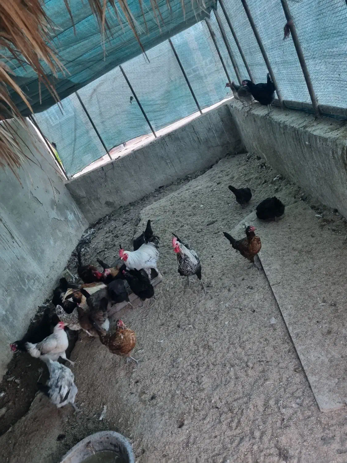 مرغ و خروس محلی|پرنده|بوشهر, |دیوار