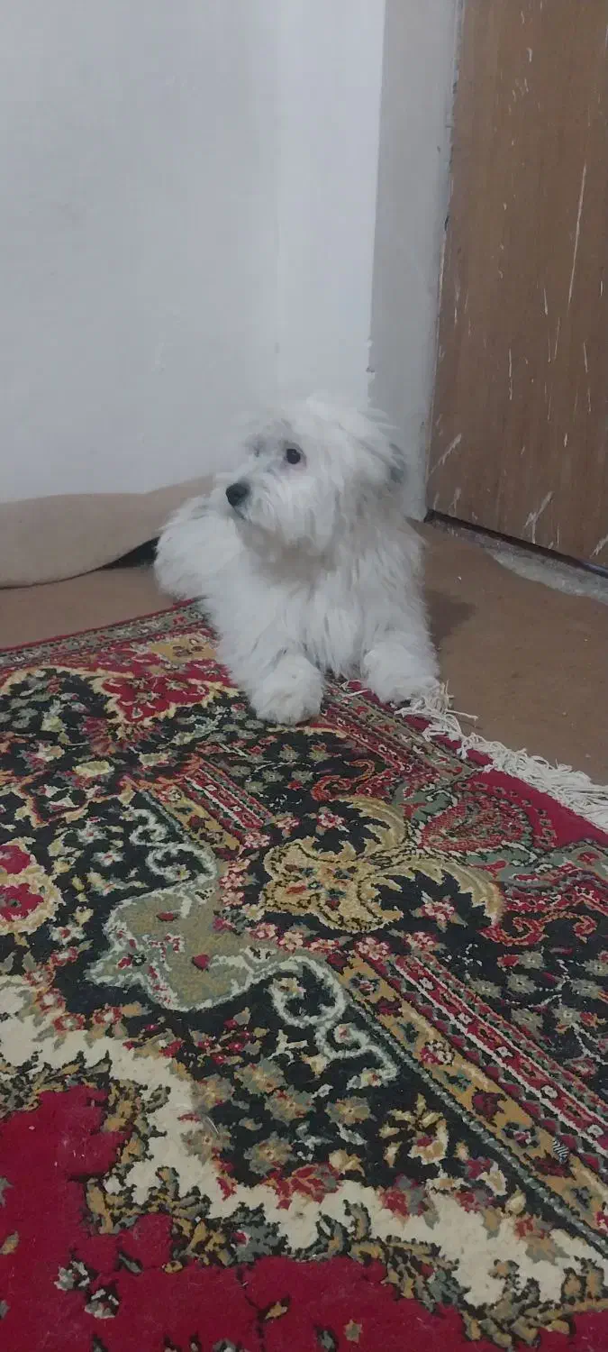 ۵ماهه|سگ|شیروان (خراسان), |دیوار