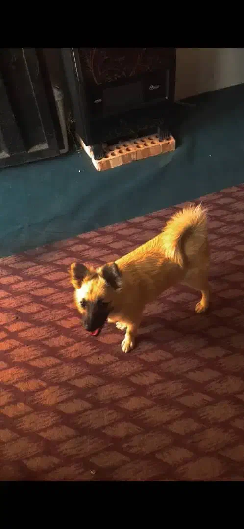 سگ پامر روباهی|سگ|پاکدشت, حصار امیر|دیوار