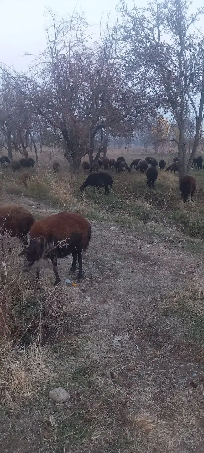 گوسفند|حیوانات مزرعه|نوشین شهر, |دیوار