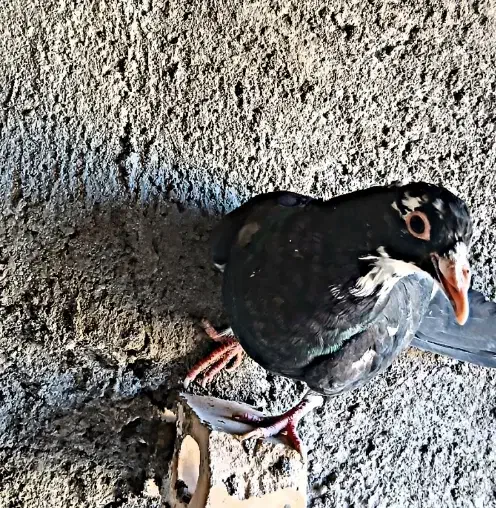 جوجه سیاهپلنگ نر|پرنده|رفسنجان, |دیوار