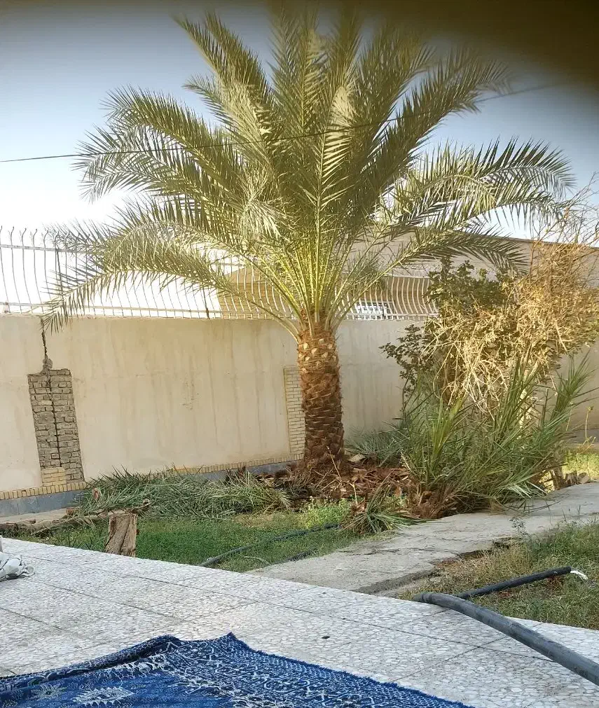 کار درخت خرما|خدمات باغبانی و درختکاری|سراوان, |دیوار