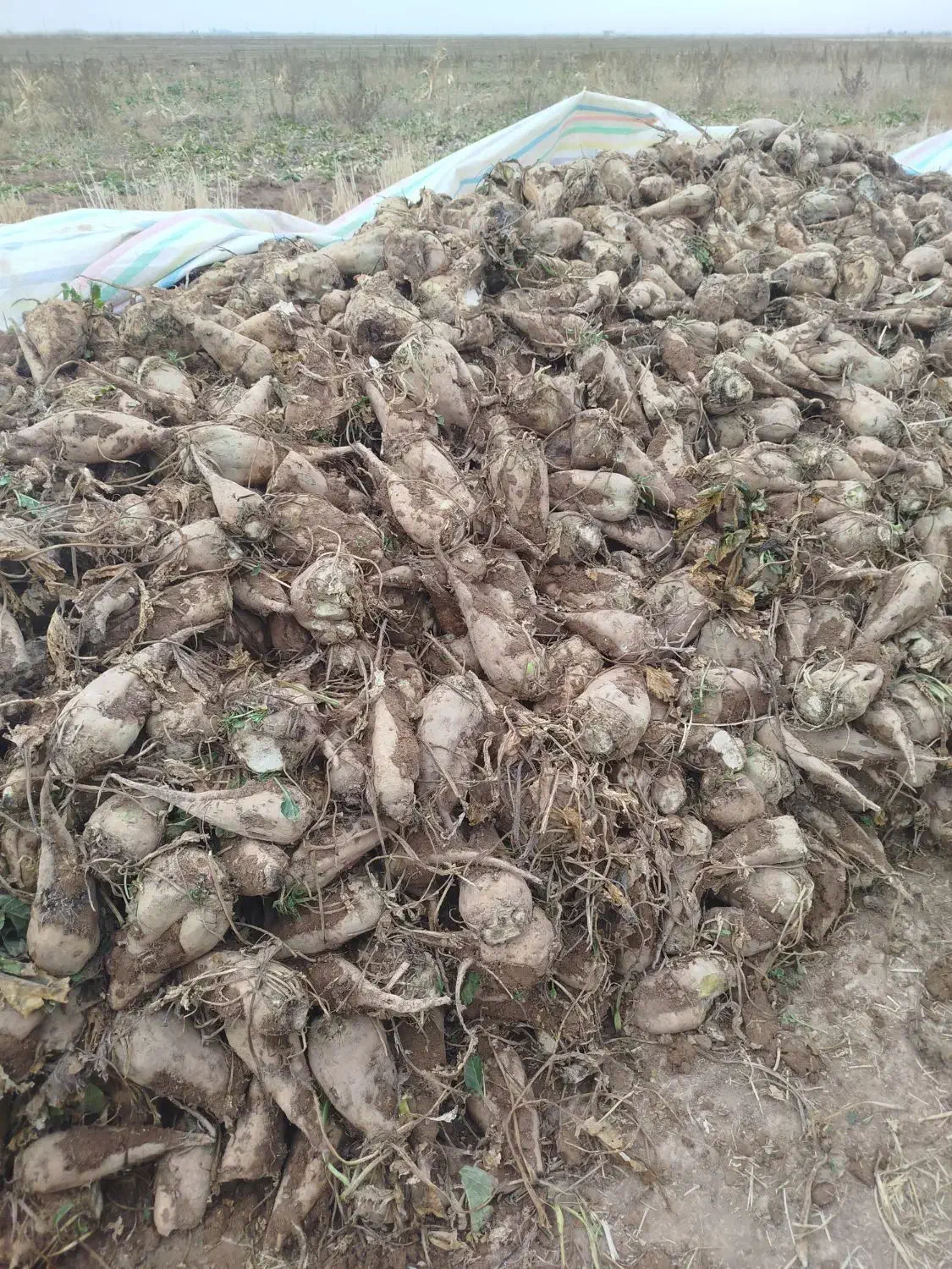 چغندر قند برای دام|عمده‌فروشی|بشاریات, |دیوار