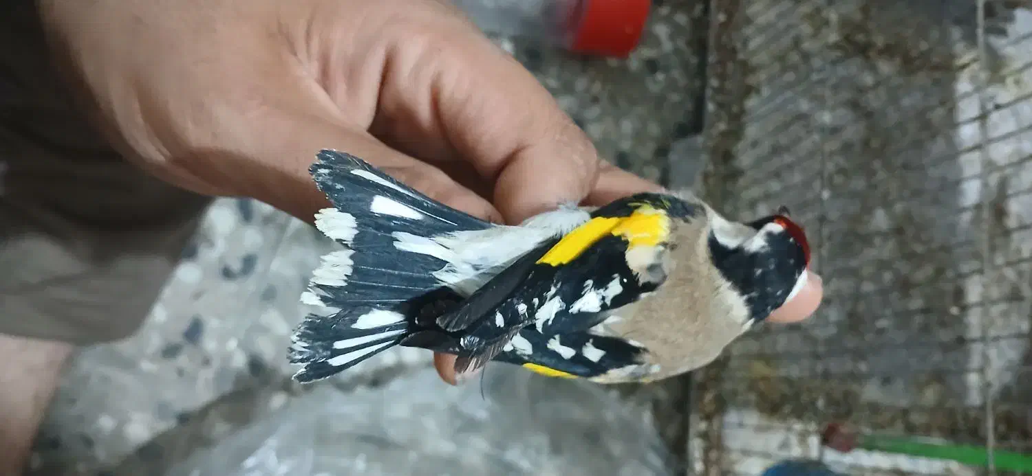 تعدادی سهره|پرنده|دزفول, |دیوار