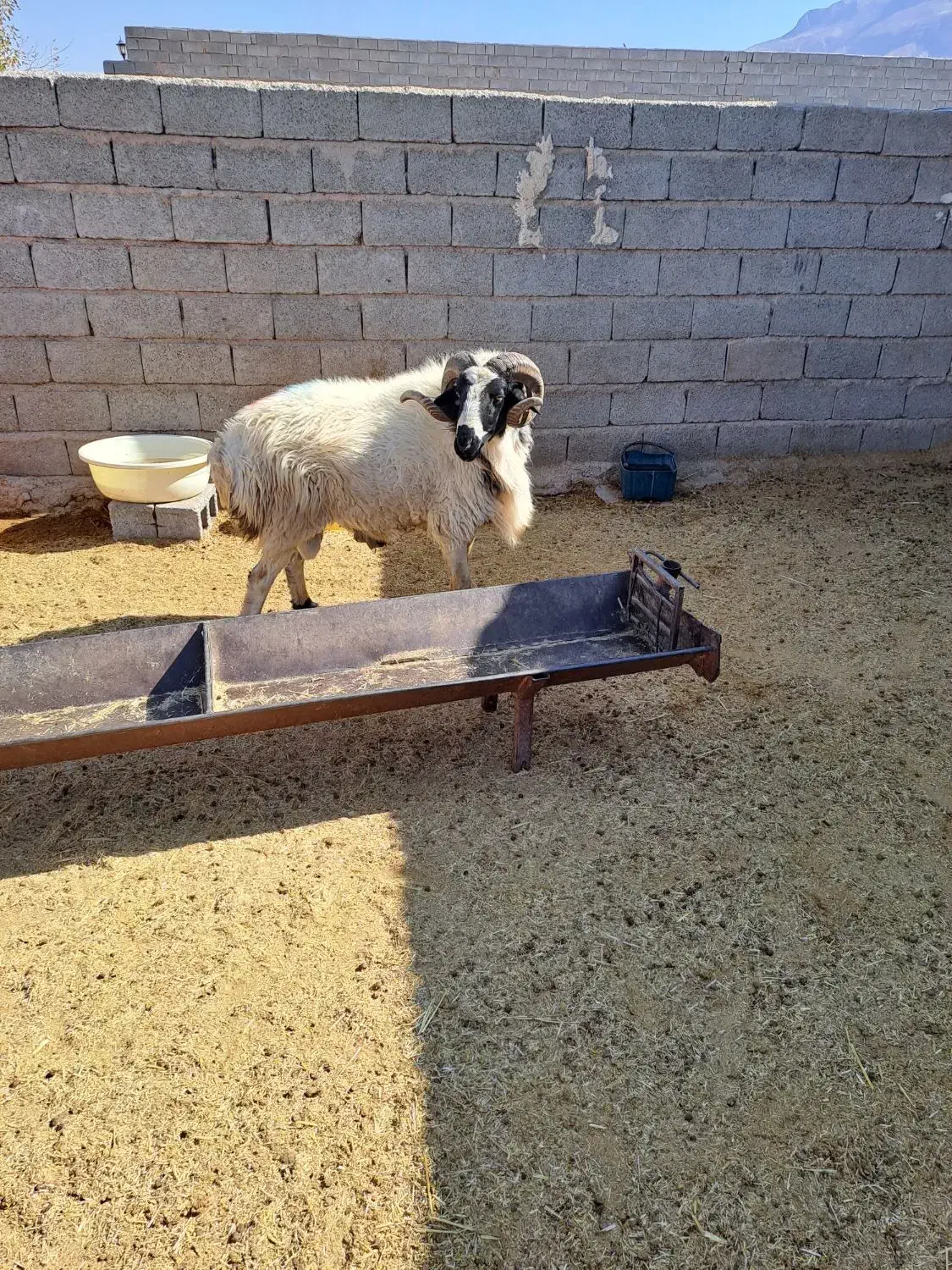 فروش قوچ بذری|حیوانات مزرعه|نی‌ریز, |دیوار