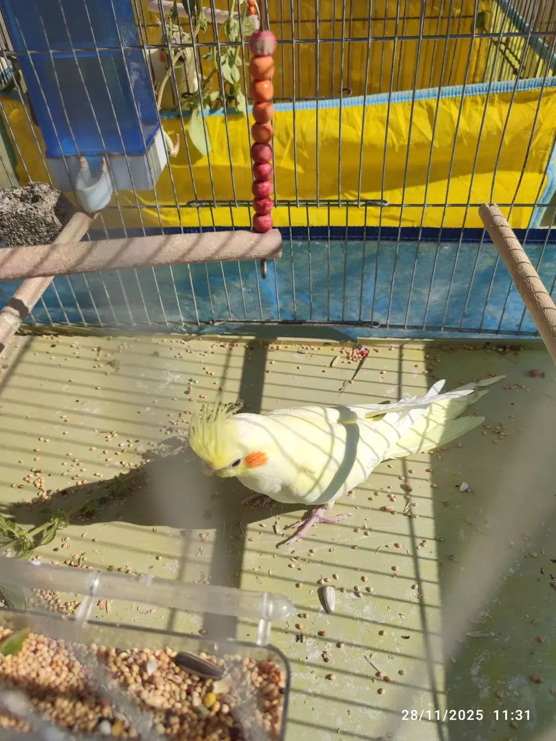 عروس هلندی|پرنده|ابرکوه, |دیوار