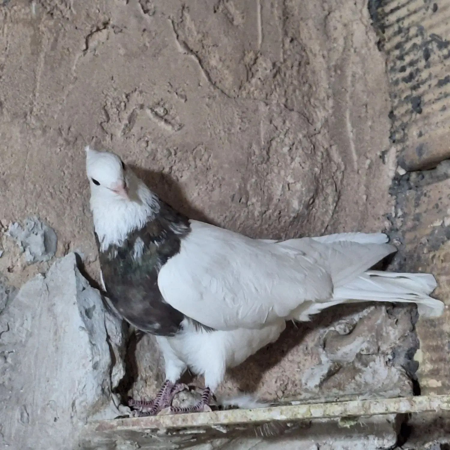 طوقی نر الماسی شکلاتی .و سرکه ای فوق درشت پابلند|پرنده|فولادشهر, فولادشهر|دیوار