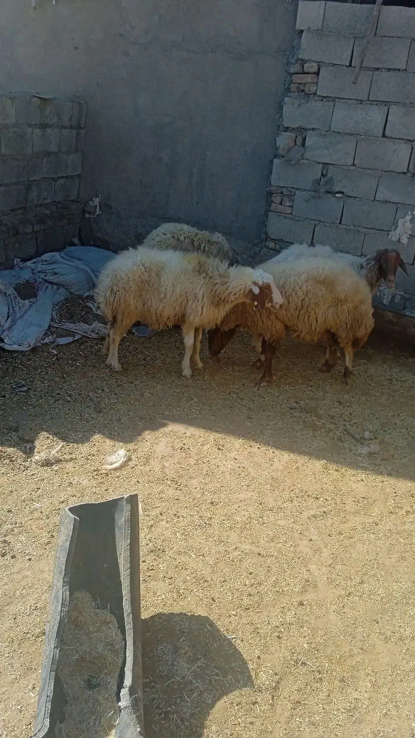 قصابی گوشت ارزان ودام زنده گوساله،شیشک،بز،تی،|حیوانات مزرعه|پلدختر, |دیوار