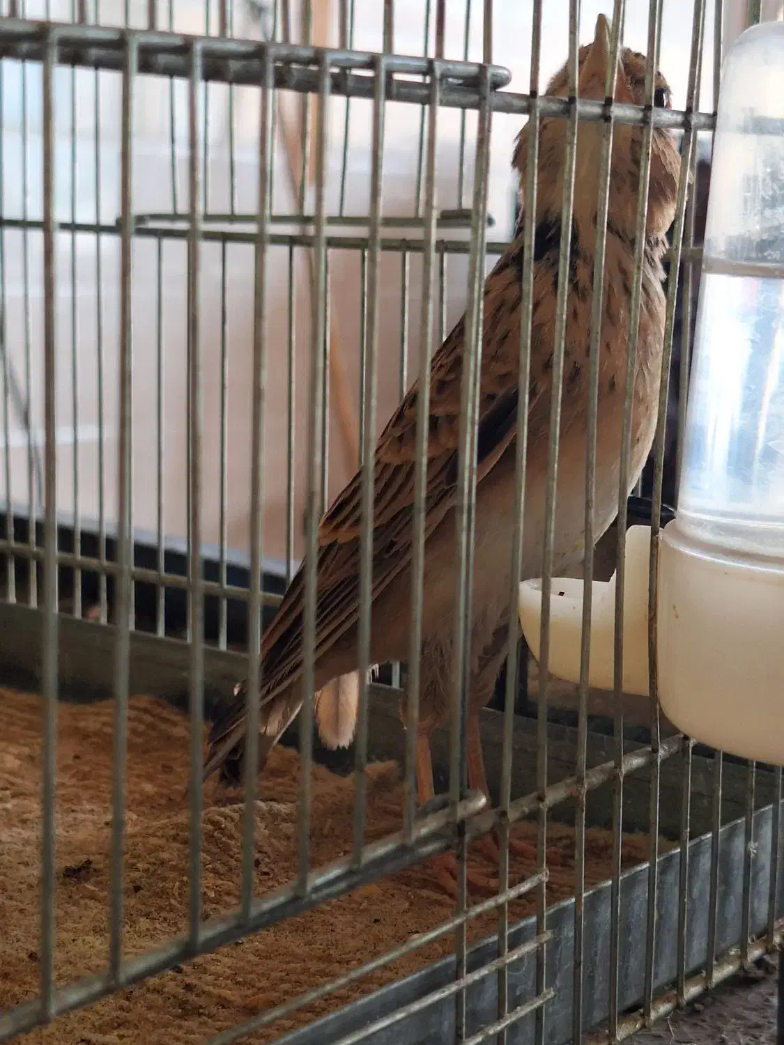 قناری شیرازی دهن دار|پرنده|دزفول, |دیوار