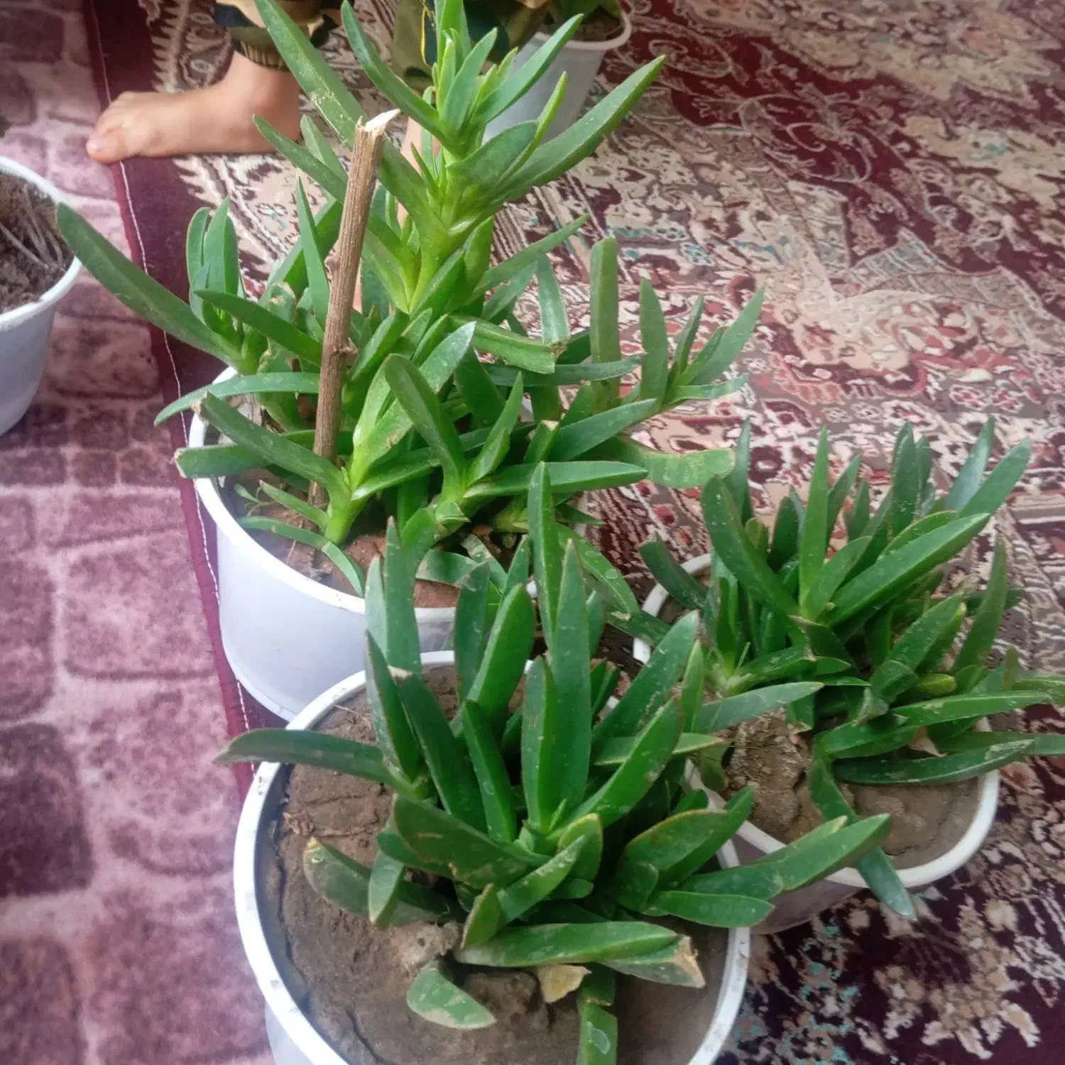 گل خانگی|گل و گیاه طبیعی|ماکو, |دیوار