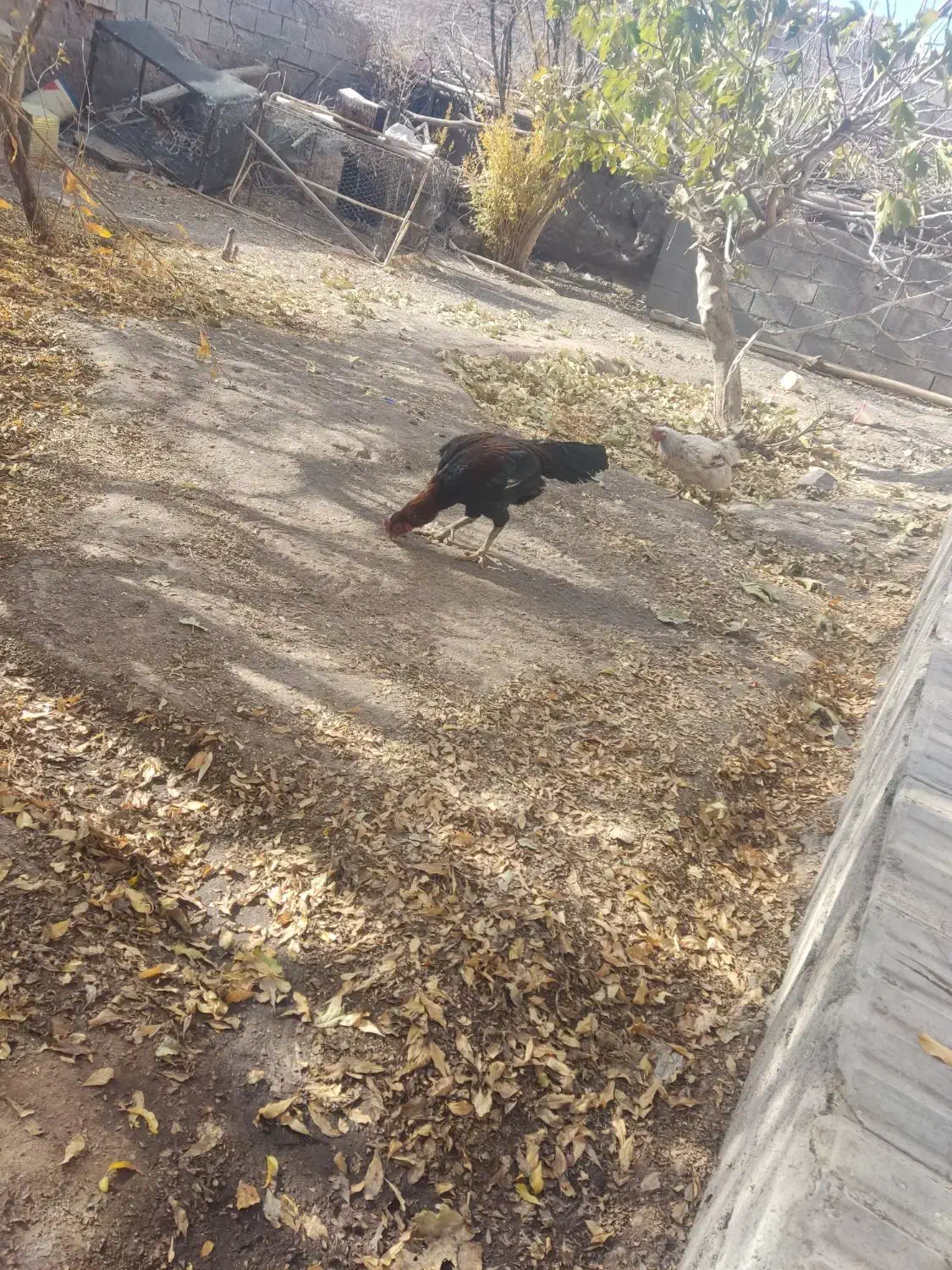 لاری|حیوانات مزرعه|راین, |دیوار