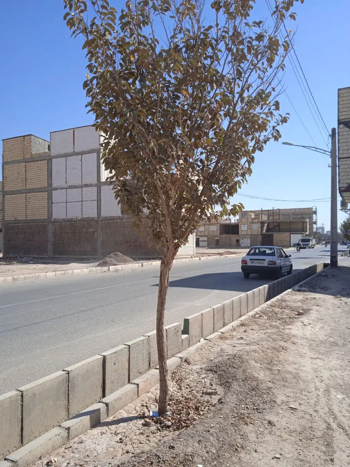 خریددرخت|خدمات باغبانی و درختکاری|قم, میرزائیه|دیوار