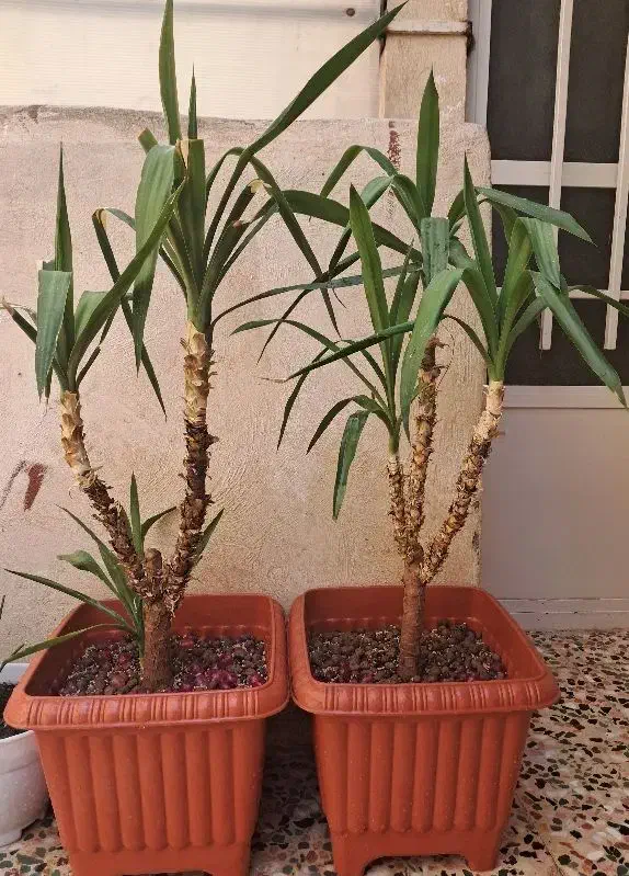 ۲ عدد گل یوکا سه شاخه|گل و گیاه طبیعی|بهارستان, |دیوار