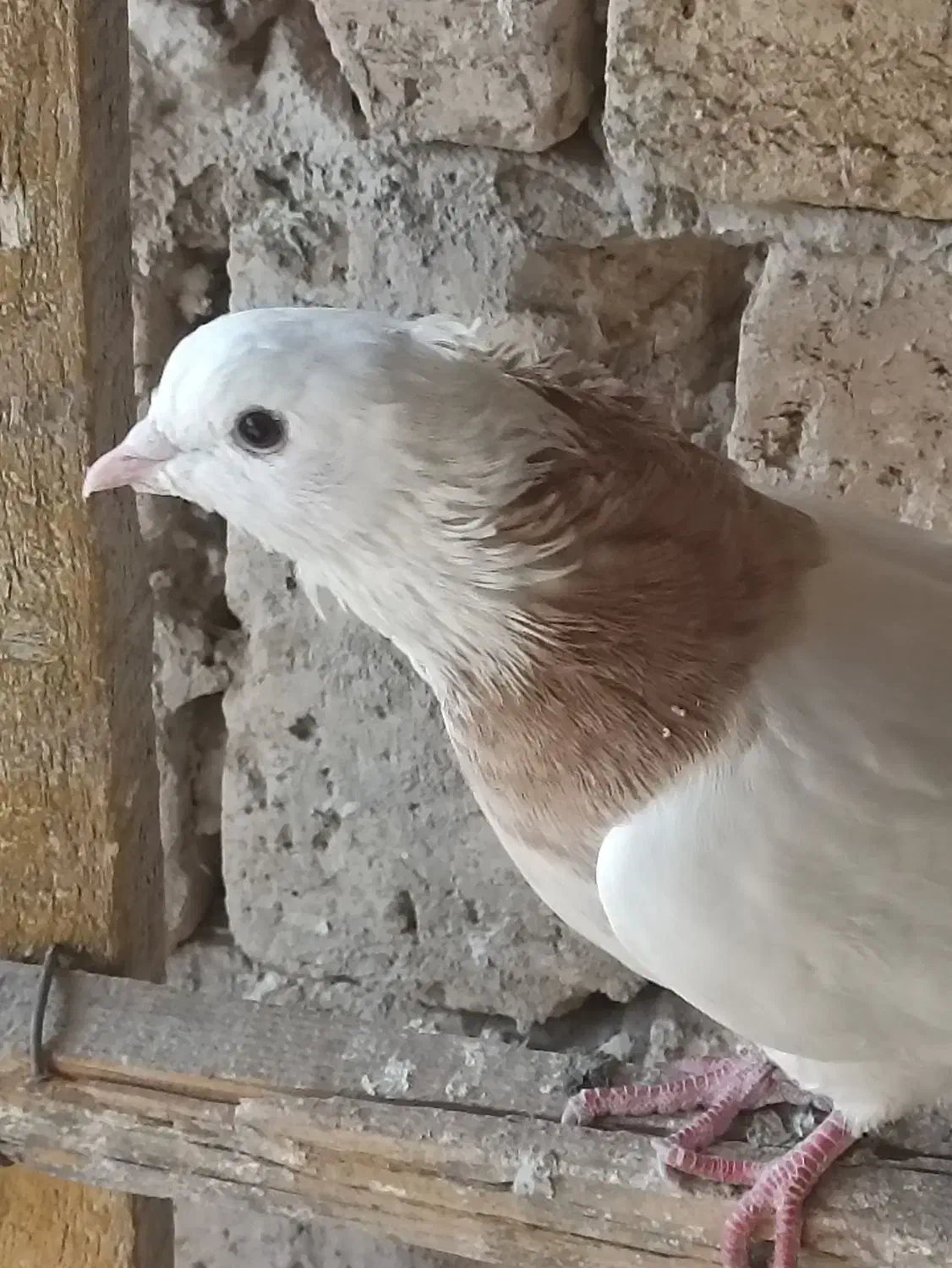 طوقی غریب گیری رباط کریم|پرنده|رباطکریم, حصار مهتر|دیوار