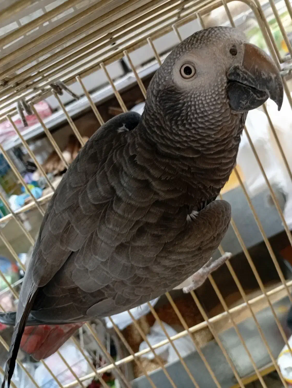 کاسکو ..شاه طوطی ..کاکاریکی|پرنده|شیراز, کوشک میدان|دیوار