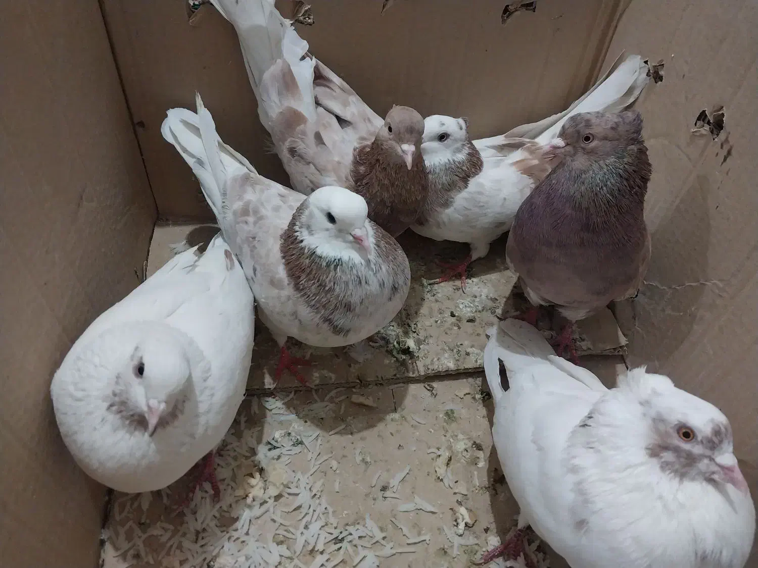 کفتر|پرنده|کهنوج, |دیوار