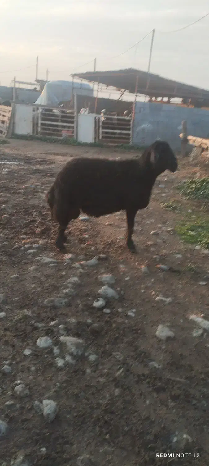 قوچ|حیوانات مزرعه|آق قلا, |دیوار