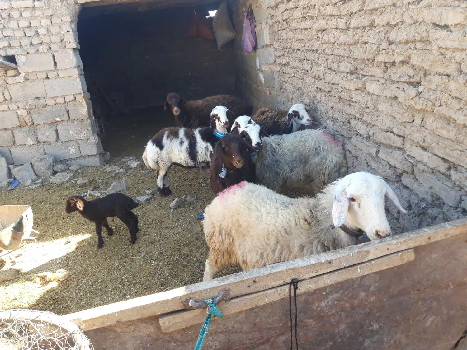 بره ماده بروجردی|حیوانات مزرعه|زاوه, |دیوار