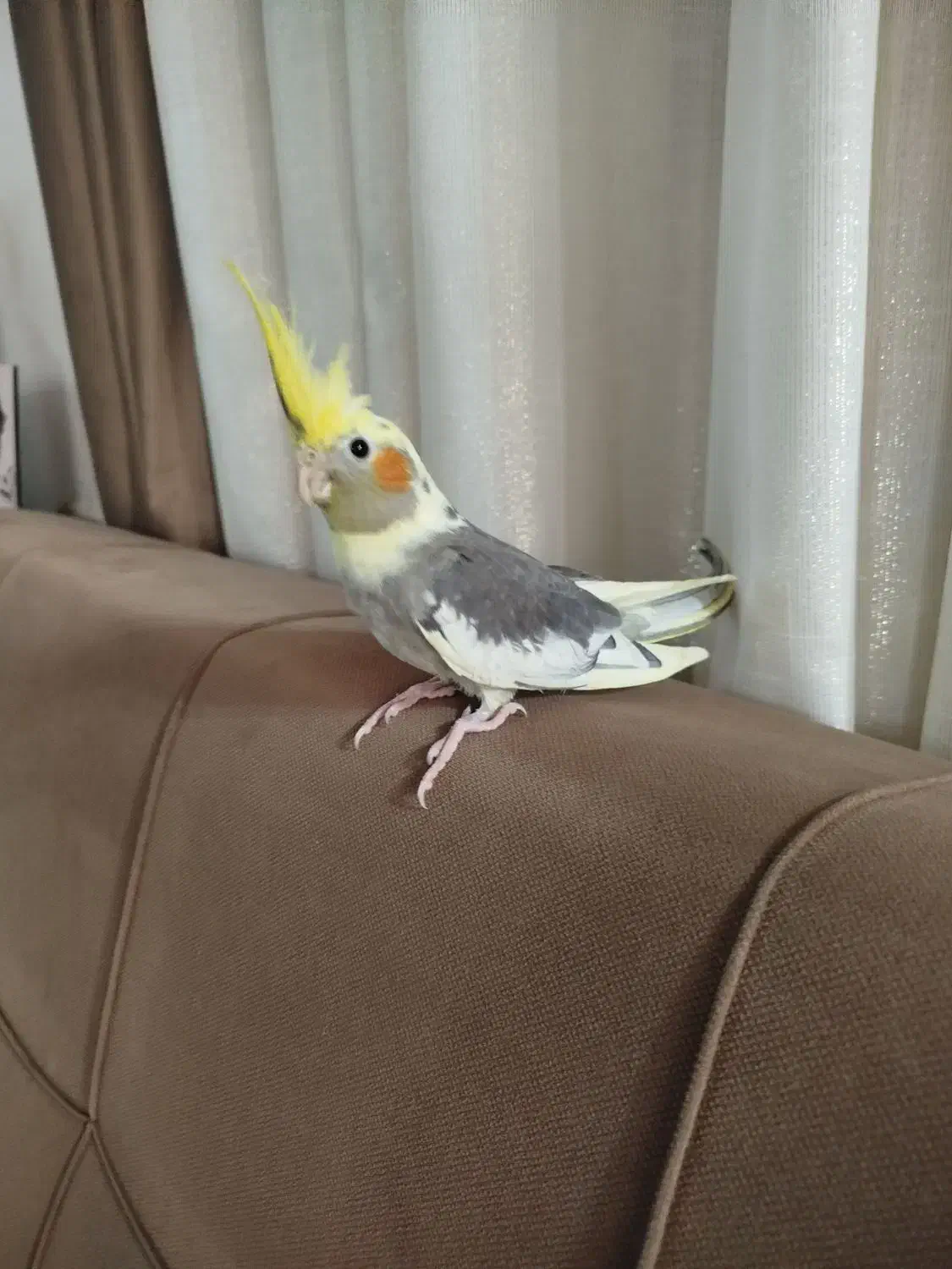 عروس هلندی به ظاهر نر|پرنده|لاهیجان, بازکیاگوراب|دیوار