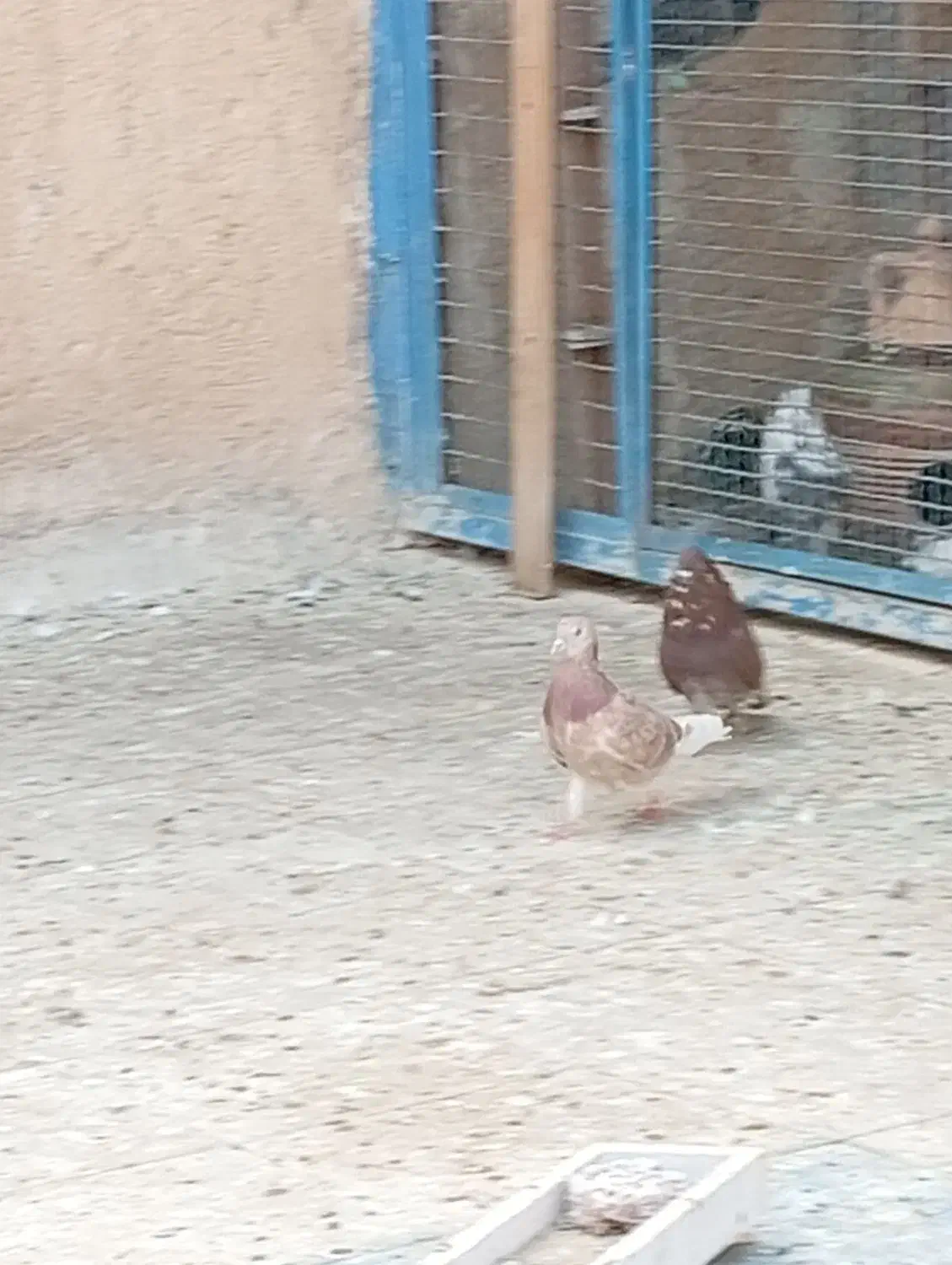 نر و ماده عالی همه چی تموم|پرنده|پاکدشت, حصار امیر|دیوار