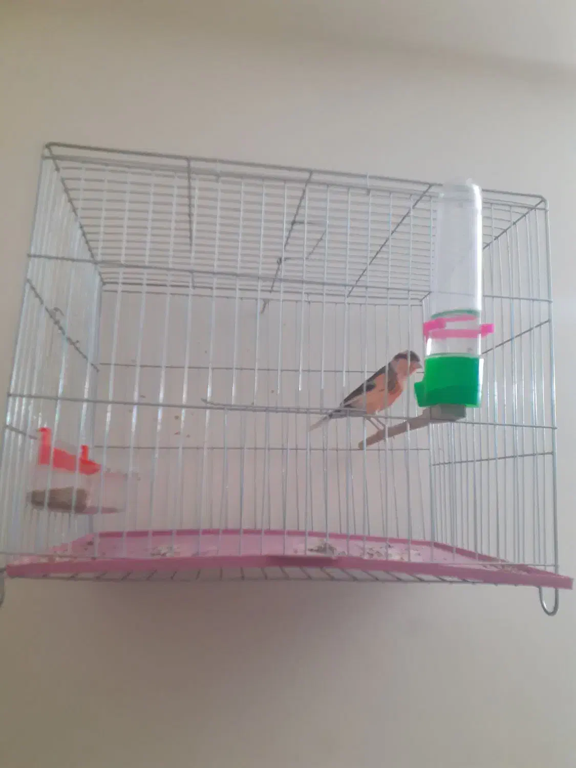 قناری رسمی بلندقرص معاوظه باامپلی ماشین|پرنده|محمدشهر, شهرک پیام (مهرالبرز)|دیوار