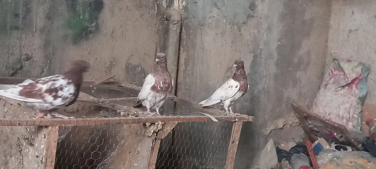 کبوتر جوجه|پرنده|مشهد, شهرک شهید باهنر|دیوار
