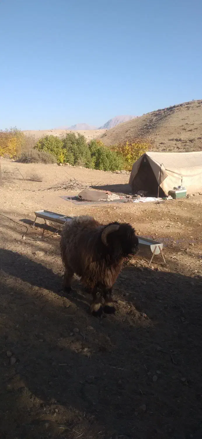 دوعدد نرمیش بختیاری|حیوانات مزرعه|زیلائی, |دیوار