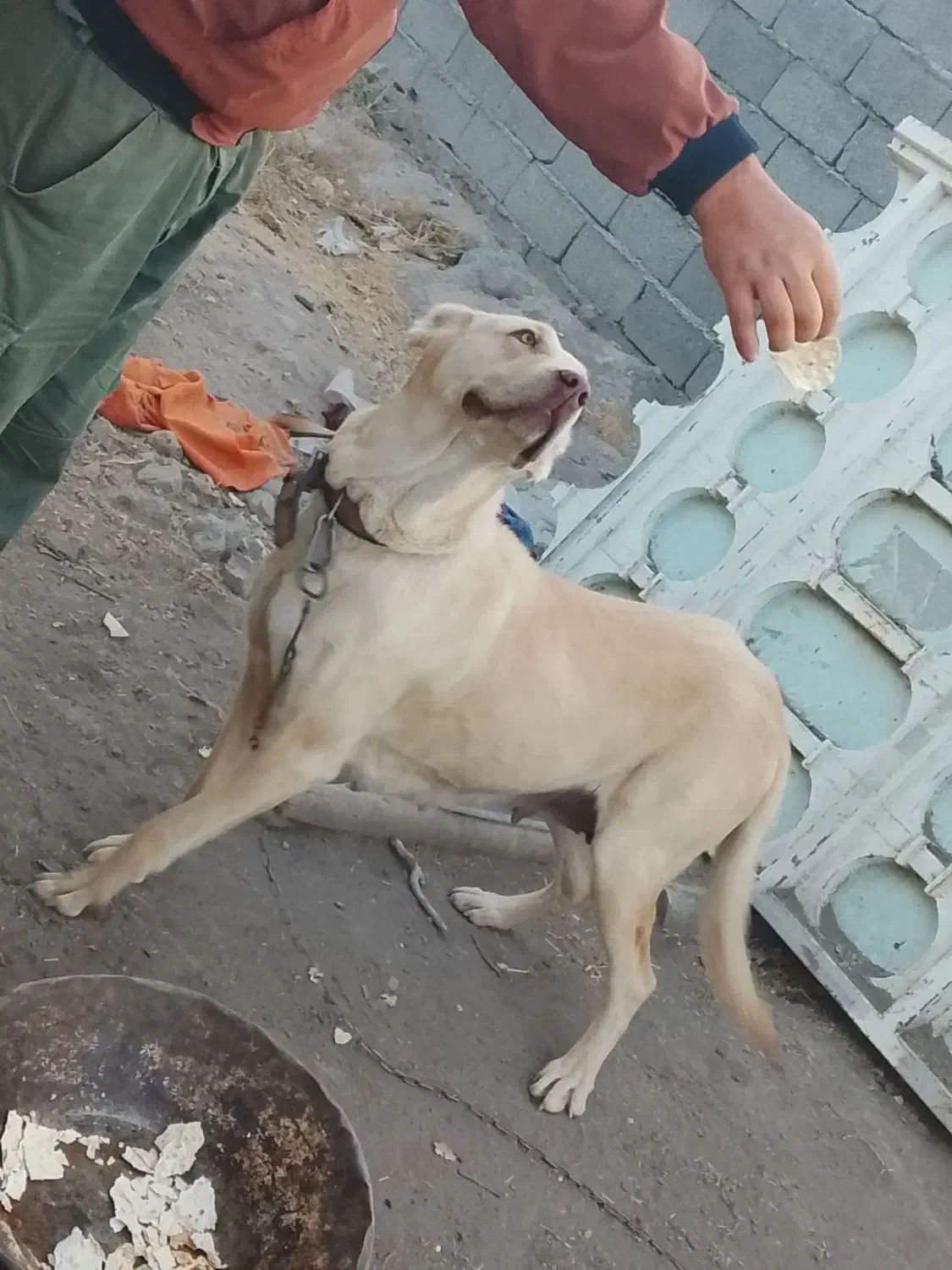 سگ ماده سرابی|سگ|کندوان, |دیوار