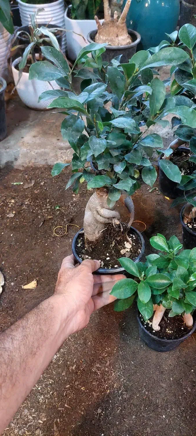 بنسای فیلندرون پینک|گل و گیاه طبیعی|قم, خداکرم|دیوار