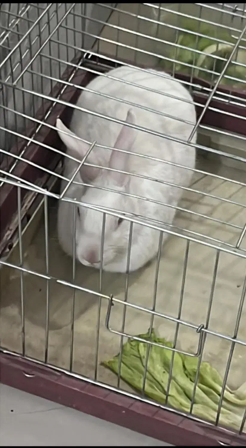 خرگوش سفید چشم قرمز نر|موش و خرگوش|تهران, نظامآباد|دیوار