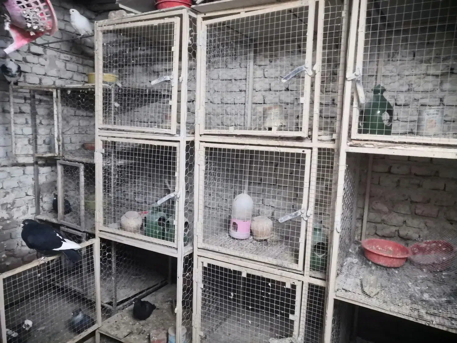 4دست 3عددی جفتکن کبوتر از قوطی 2*2 جهت فروش|پرنده|نقده, |دیوار