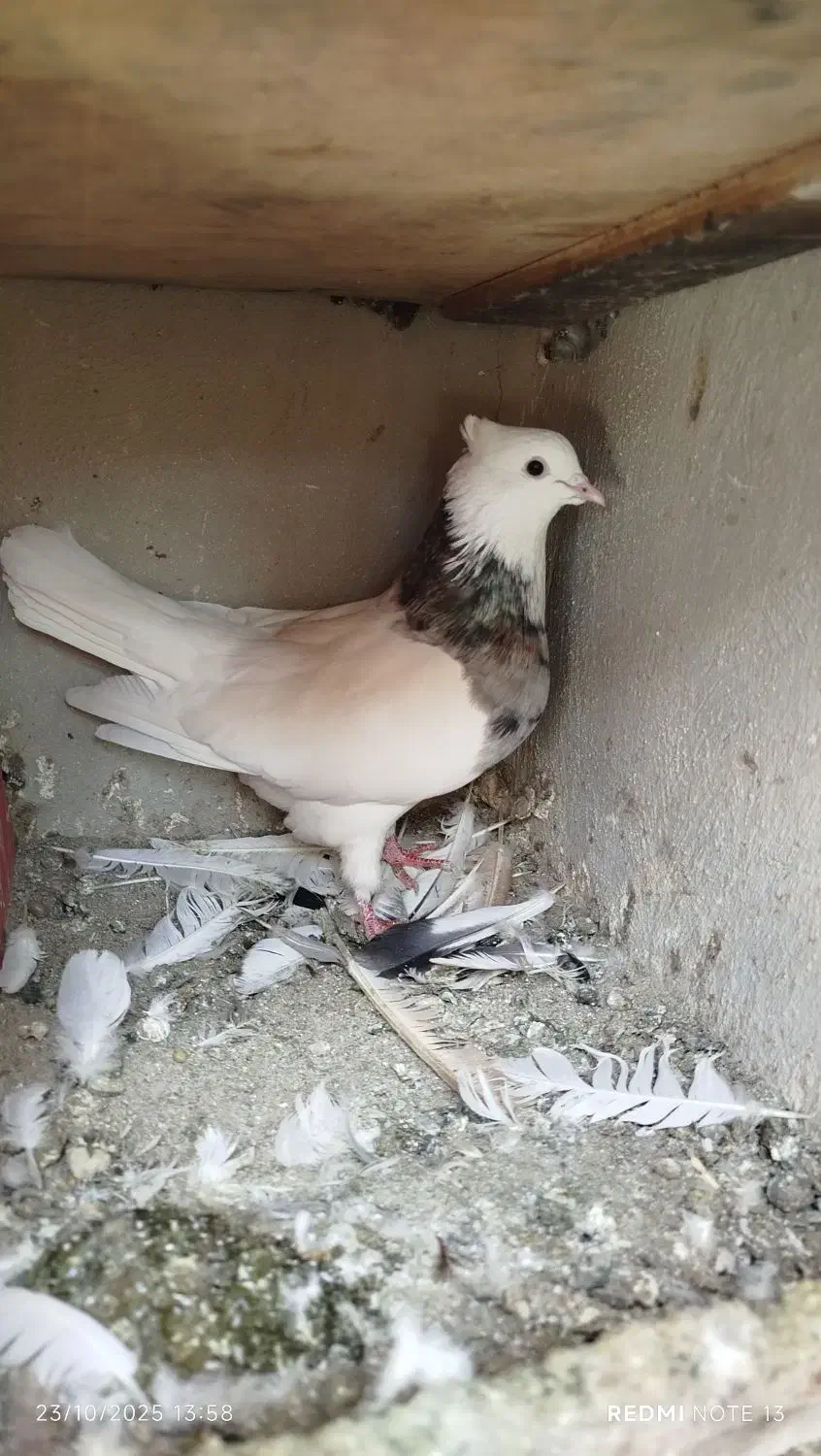کبوتر|پرنده|مراغه, |دیوار