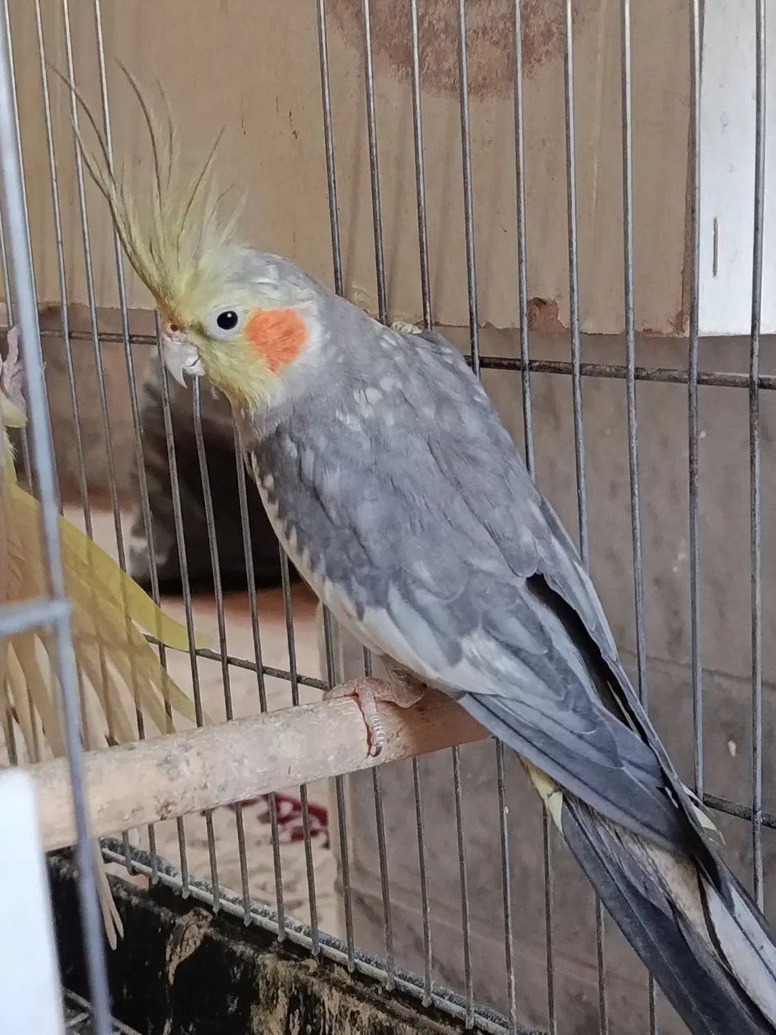 عروس هلندی|پرنده|یزد, |دیوار