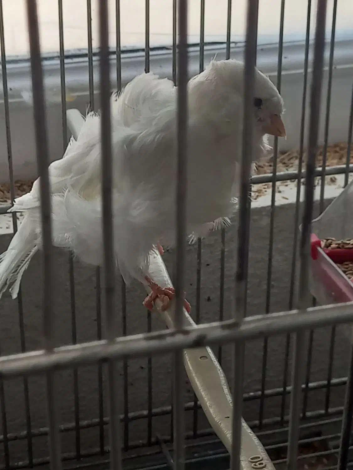 قناری فری|پرنده|محمدشهر, شهرک پیام (مهرالبرز)|دیوار