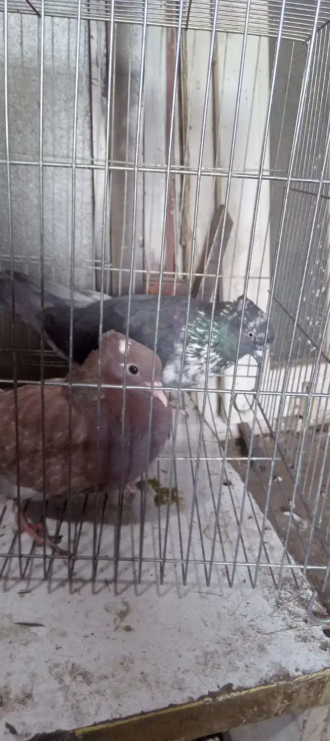 نروماده پرشی ویک عددماده|پرنده|قم, سید معصوم|دیوار