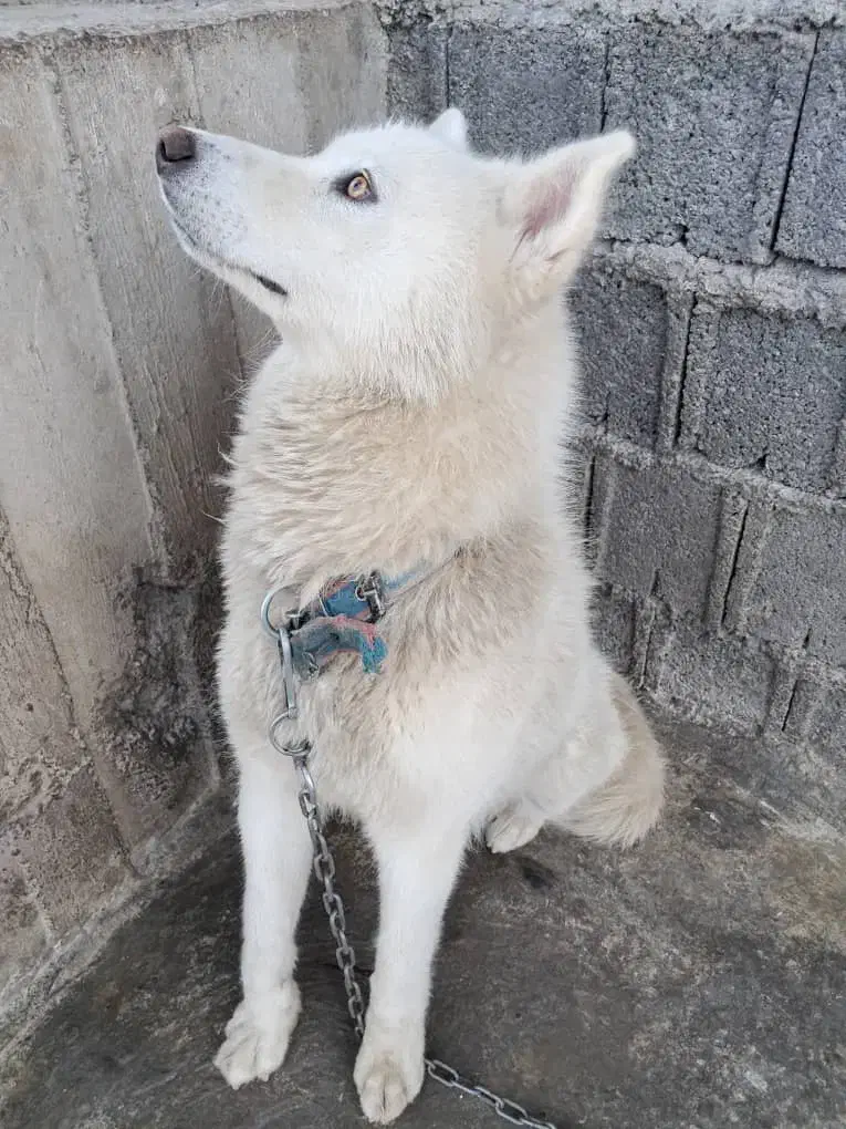 سگ سامویید|سگ|کلاچای, |دیوار