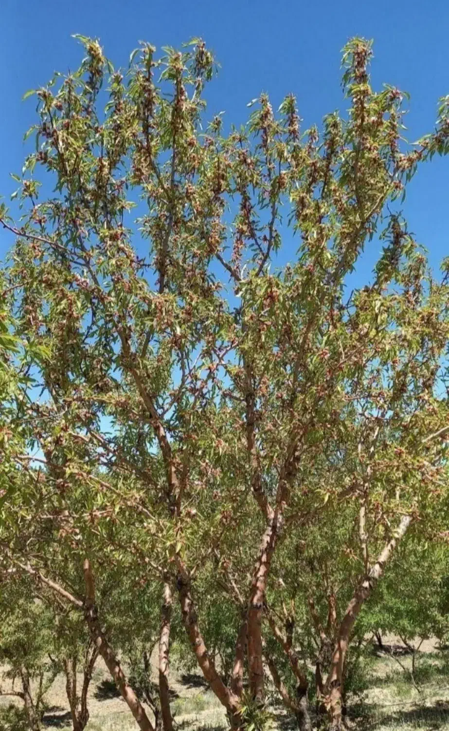 مارکده باغ هزار متری|فروش زمین و ملک کلنگی|زاینده رود, |دیوار