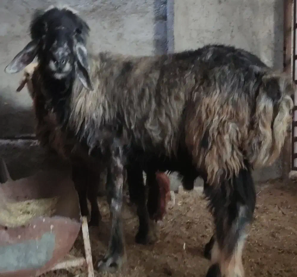 10،میش آبستن دور نزدیک دو قدچ|حیوانات مزرعه|وحدتیه, |دیوار