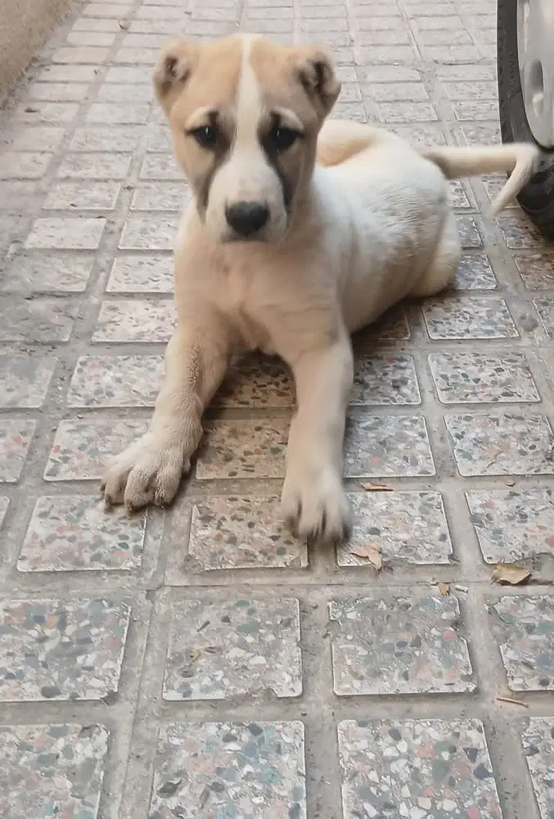 سگ الابای|سگ|تهران, تهرانسر مرکزی|دیوار