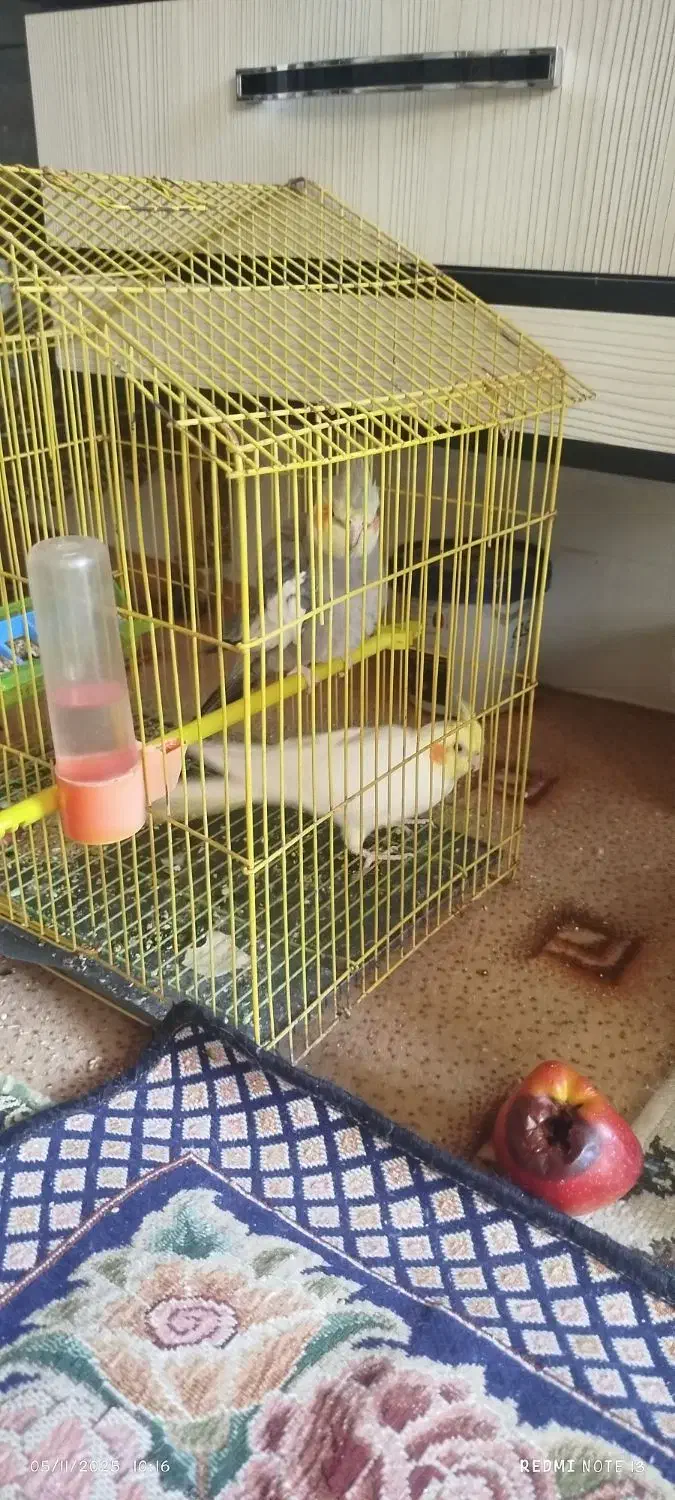 جفت عروس هلندی نروماده|پرنده|مراغه, |دیوار